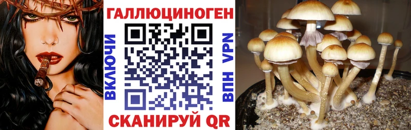 дарнет шоп  Нестеров  Псилоцибиновые грибы Magic Shrooms 
